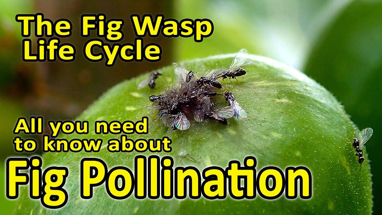 Fig Pollination and Fig Wasp Life Cycle (Blastophaga psenes) - All you need to know.
