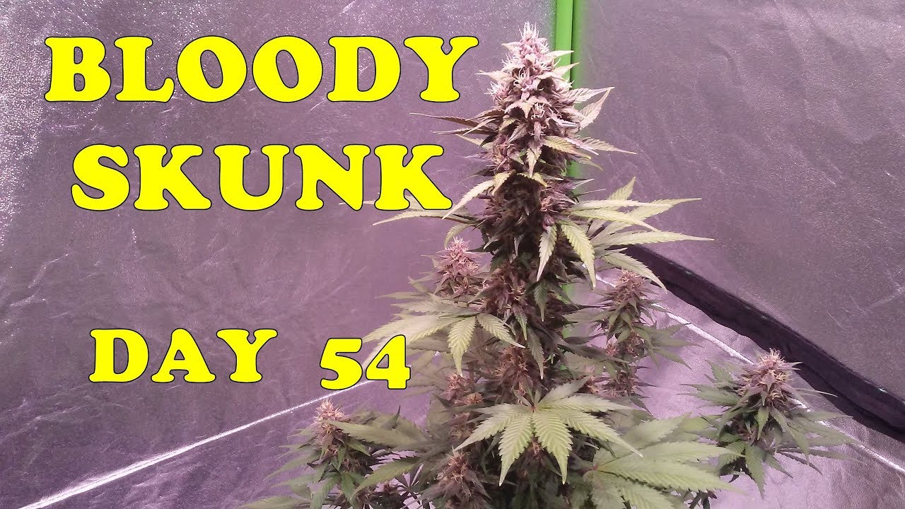 Bloody Skunk autoflower ~ Checking trichomes on day 54