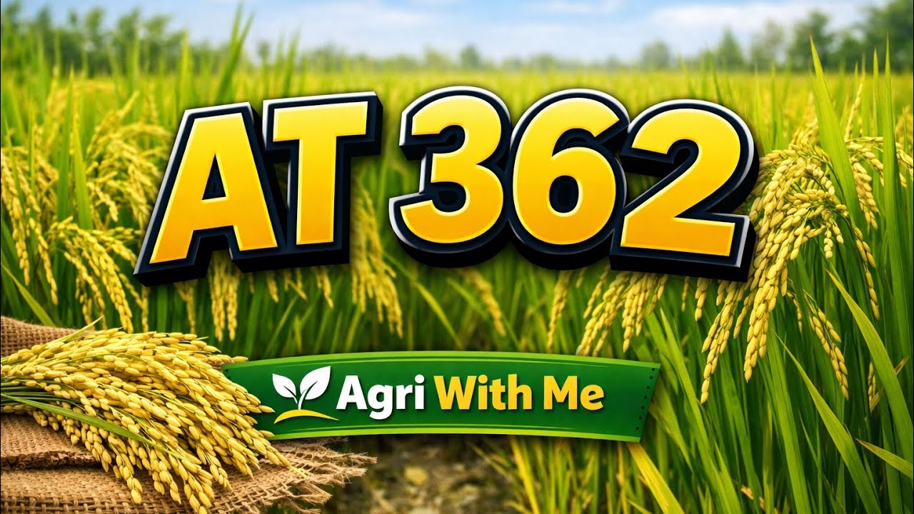 நோய்த்தாக்கம் குறைந்த நெல் வர்க்கம்...      வடக்கு மக்களின் சாப்பாட்டு நெல் @biofarmingtamil1797 