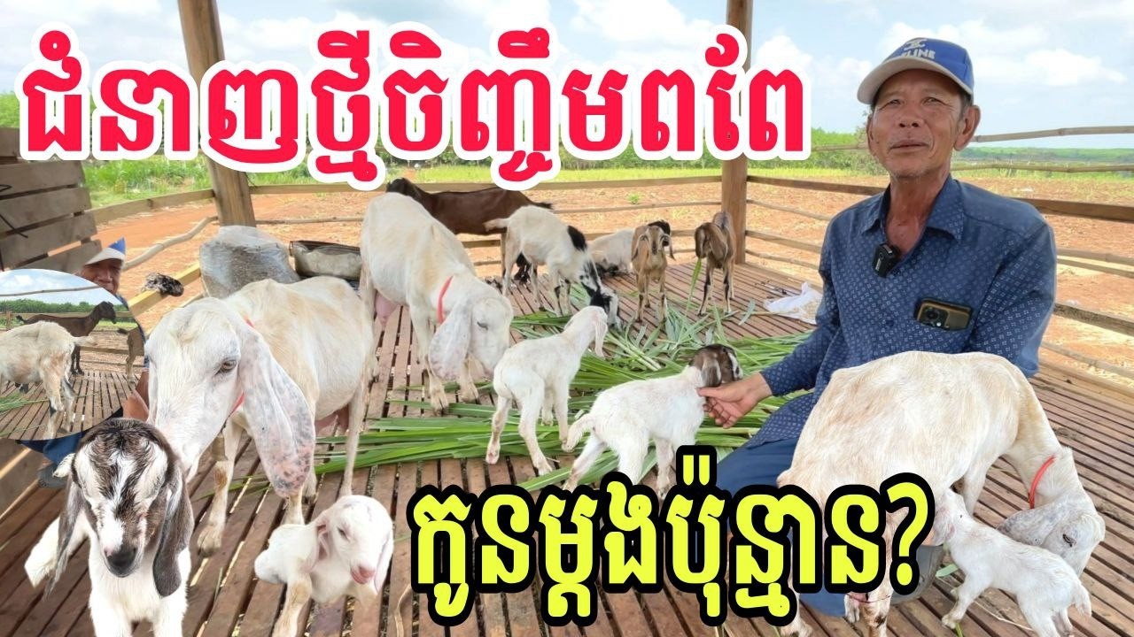 តើពពែកូនម្តងប៉ុន្មាន? ជំនាញថ្មីចិញ្ចឹមពពែ