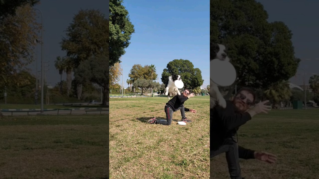 disc dog / frisbee training