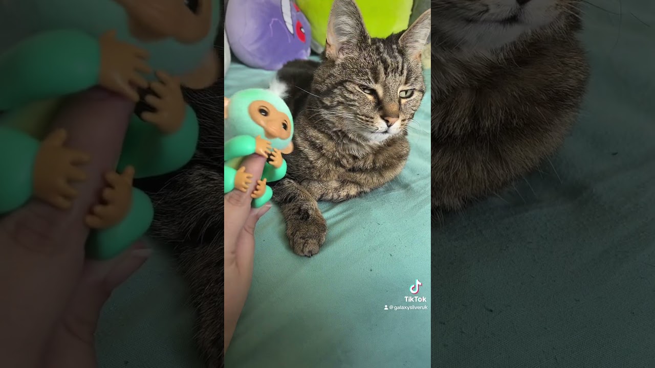 Fingerling Ava doesn&rsquo;t like my cat&hellip;