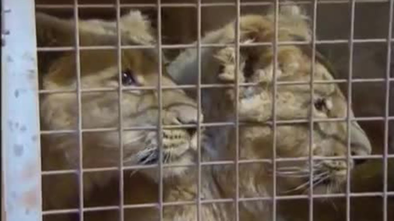 The Big Cat Keeper | The Zoo Keepers | BBC Earth