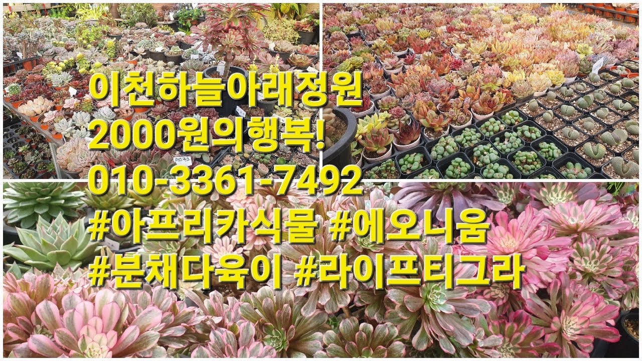 이천하늘아래정원2000원의행복!010-3361-7492 #아프리카식물 #에오니움 #분채다육이 #라이프티그라