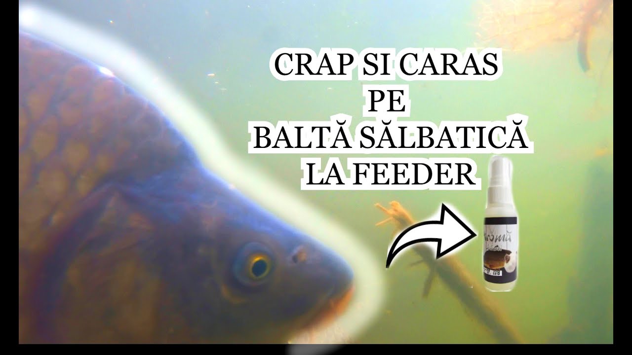 Pescuit la Feeder la CRAP și CARAS pe Baltă Sălbatică în AGĂȚĂTURI și RUPTURI