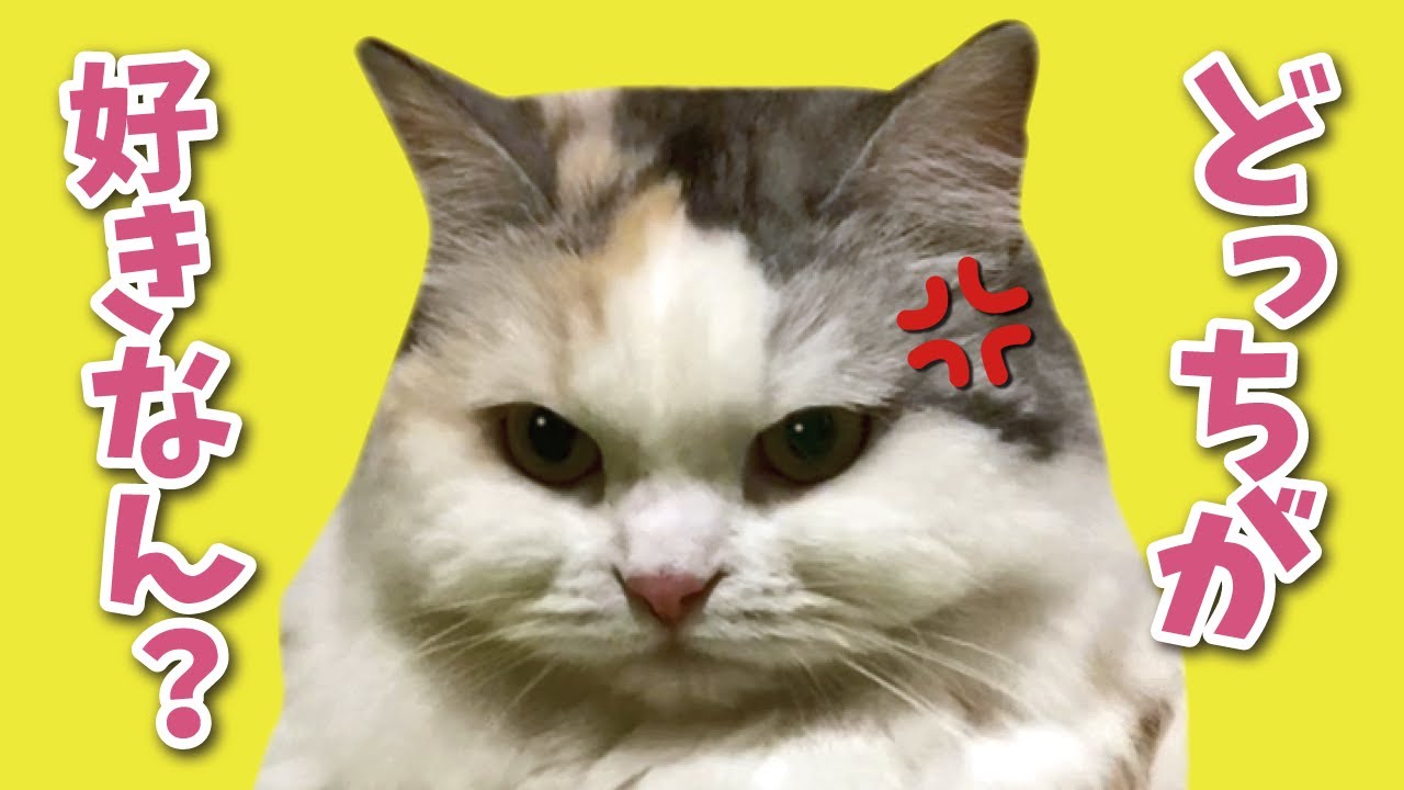 ツンデレ猫がやきもちをやくと大変なことになります【関西弁でしゃべる猫】【猫アテレコ】