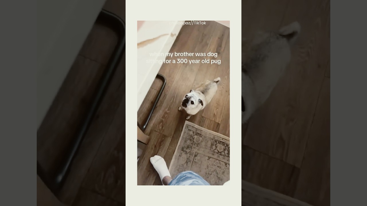 Pug Just Wanted The Food 😡🐶 #dogs