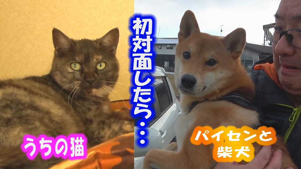 狐と狸と猫が来る家DAY38 柴犬がやってきました。猫たちとの初対面が予想外の展開に・・・