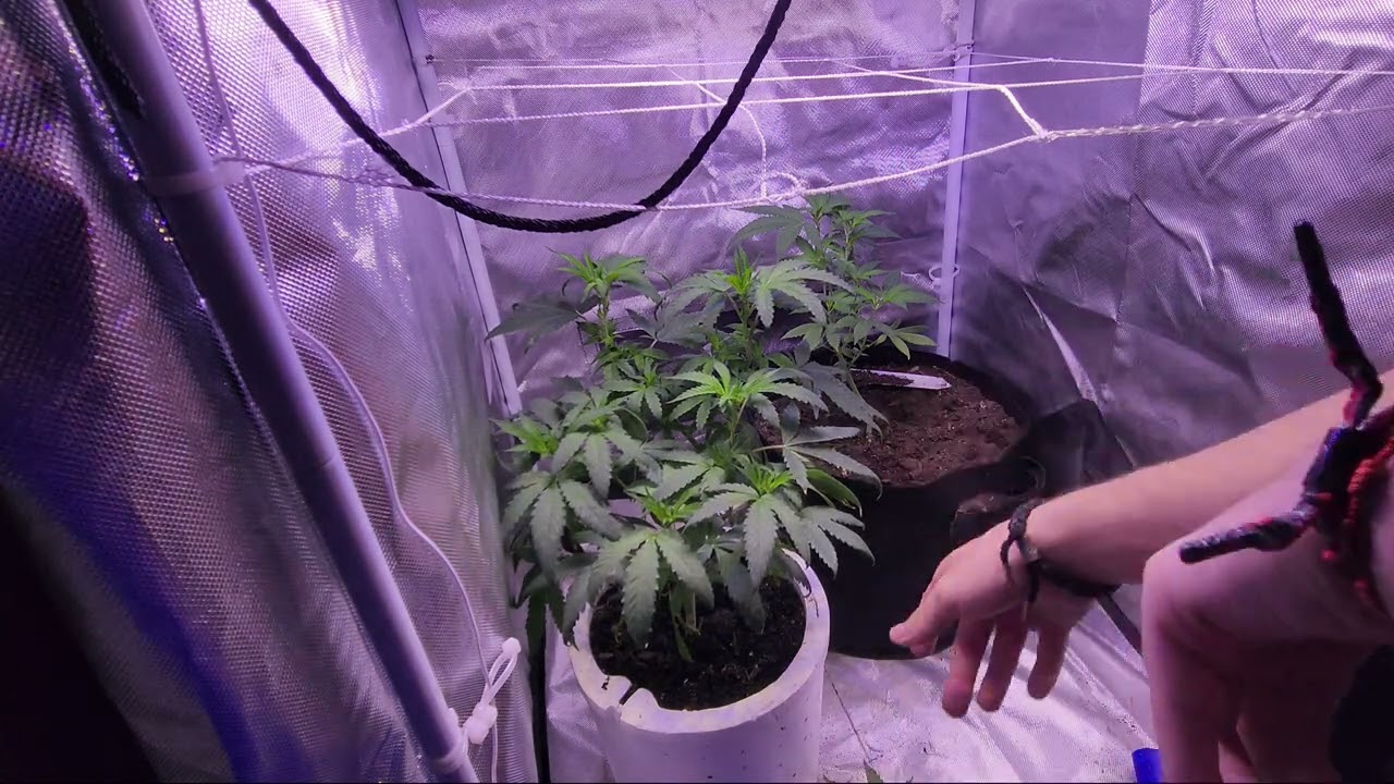 2024 indoor grow. lower leaf defaliation. and the pink runts is a female ‼️