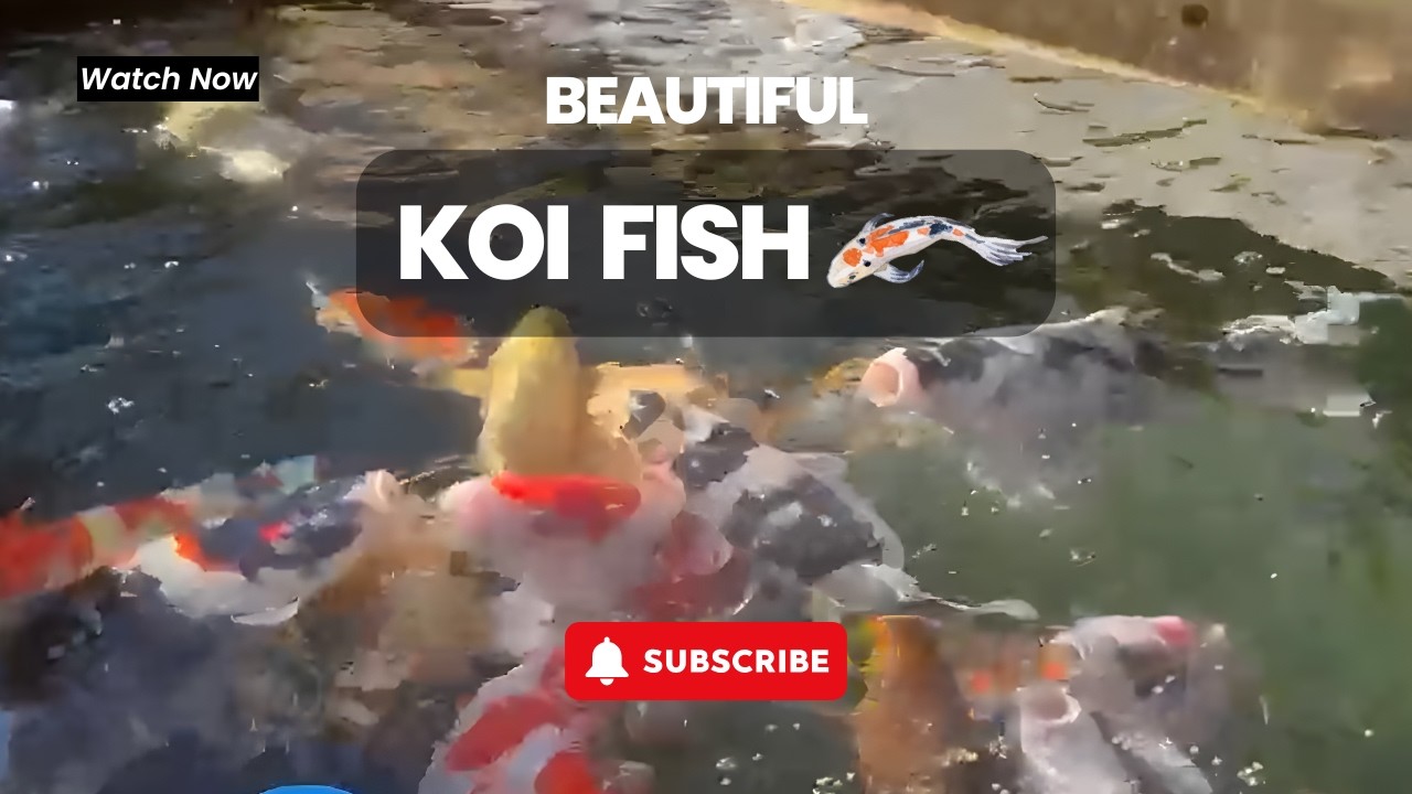 Beautiful Koi Fish