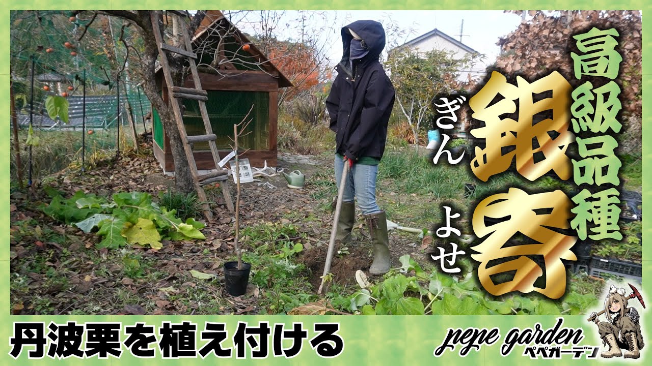 【動画の最後に告知あり！】果樹園におススメの丹波栗「銀寄せ」を植え付けました。美味しいモンブランが食べたいんです。