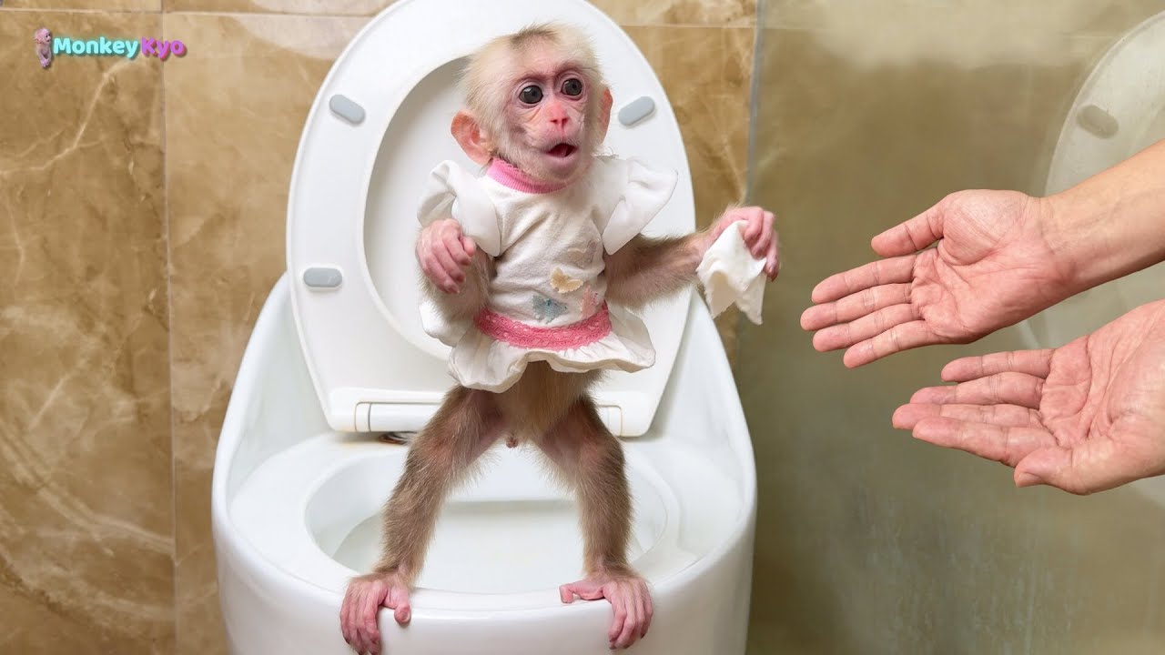 Monkey Kyo smart goes to the toilet by herself and helps father with housework after waking up!