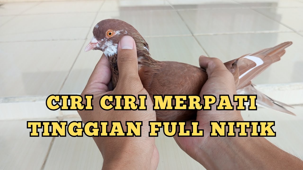 CIRI CIRI MERPATI TINGGIAN YANG BAGUS
