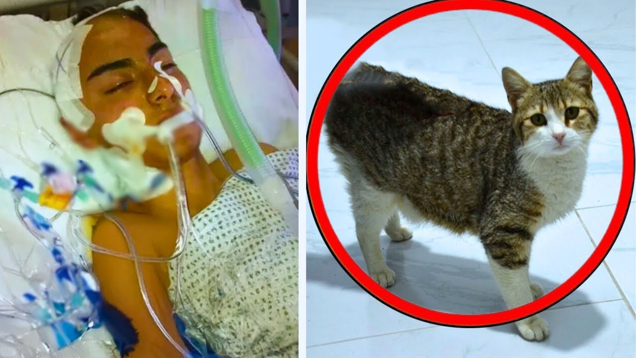 Ce chat d’hospice est entré dans la chambre d’un patient, puis le monde entier a entendu cette...