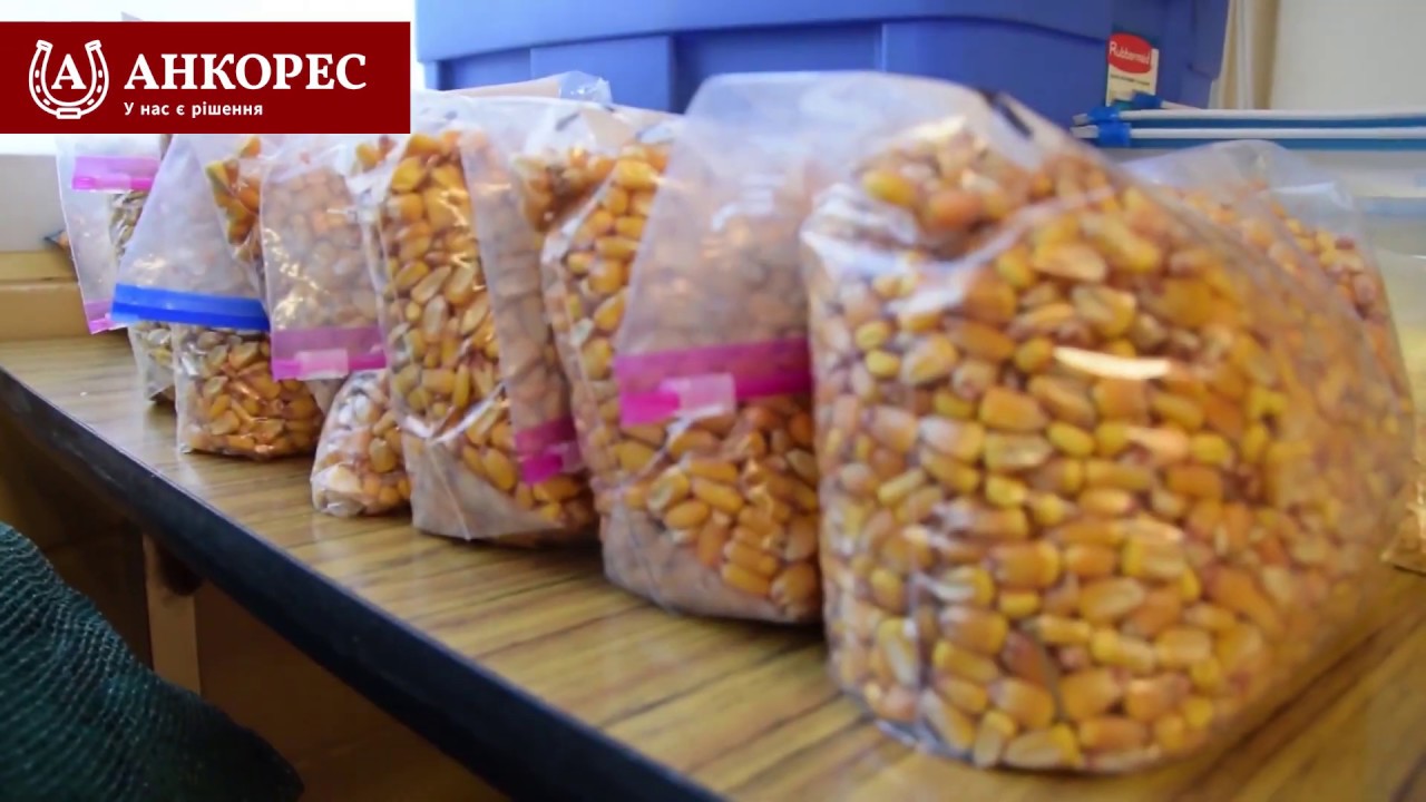 Модуль №2:  Джерела мікотоксинів та їх продуценти