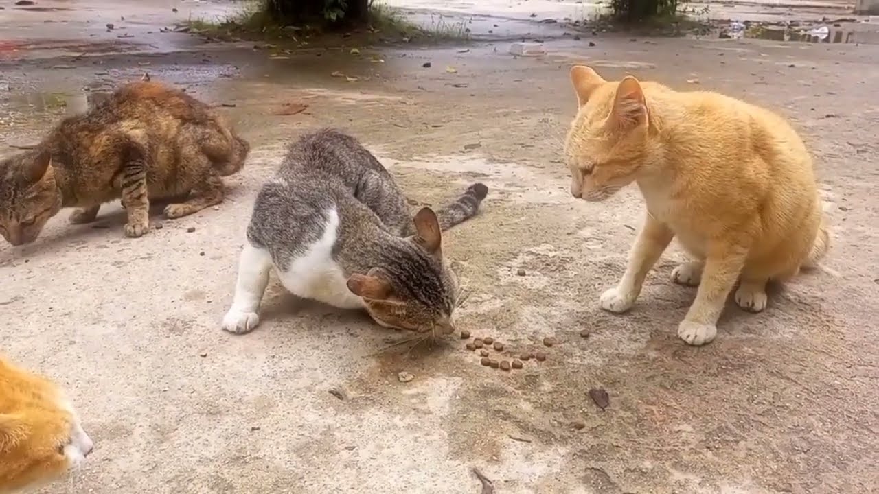 Very hungry homeless cats 