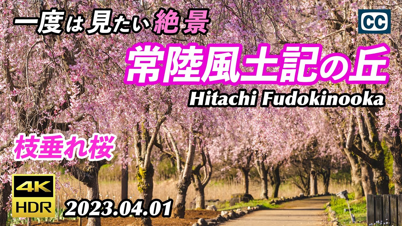 【圧巻の枝垂れ桜/4K HDR】常陸風土記の丘/一度は見たい絶景/Hitachi Fudokinooka【茨城県石岡市】
