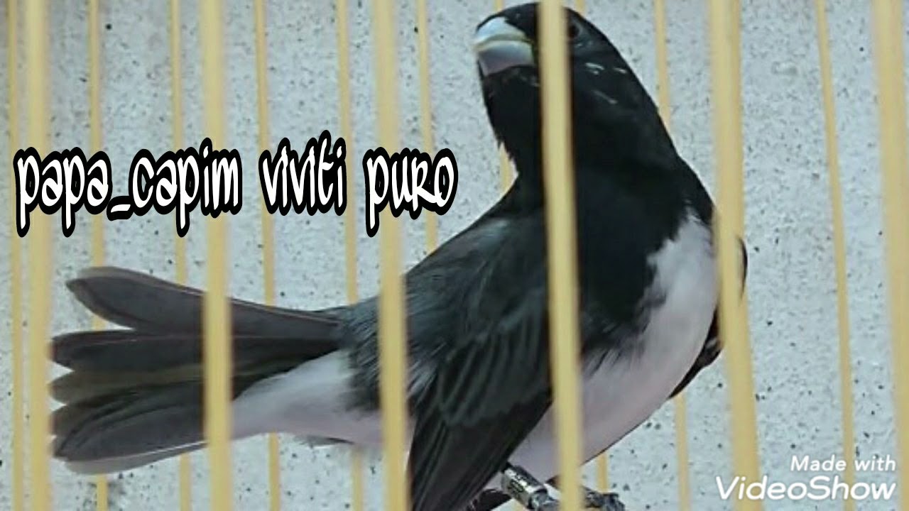 PAPA-CAPIM VIVITI 100% PURO
