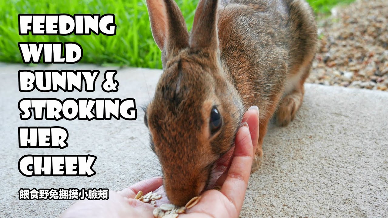 Handfeeding a wild bunny and gently stroking her cheek