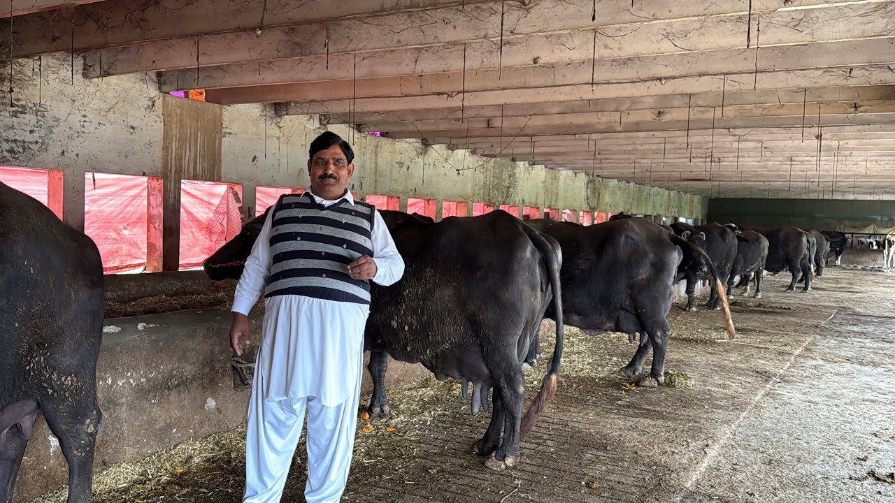 High Milking Buffaloes || Naeem Jutt Cattle Farm || Buffalo Farming In Pakistan 