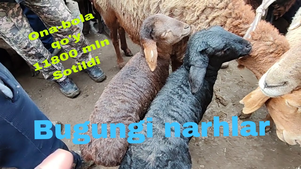Qo'rg'ontepa qo'y bozori