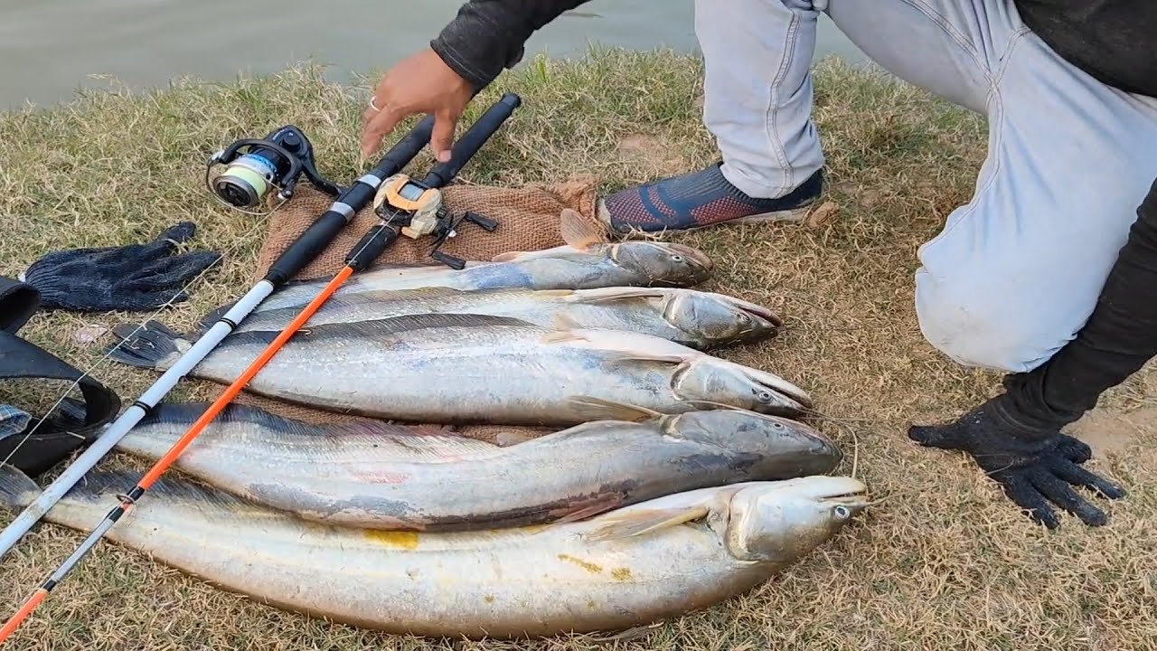 Big pathan fish catching videos || Big wallago attu catfish hunting video || River monster pathan 