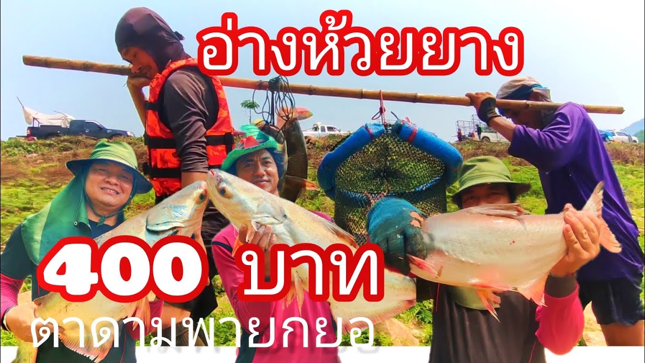 ปี67อ่างห้วยยางบ้านร่องห้า บัตรยกยอ400ฮ้านยืน มันส์มากครับ