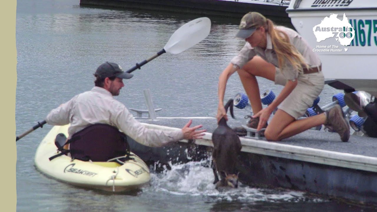 Australia Zoo Rescue Unit in action | Wildlife Warriors Missions