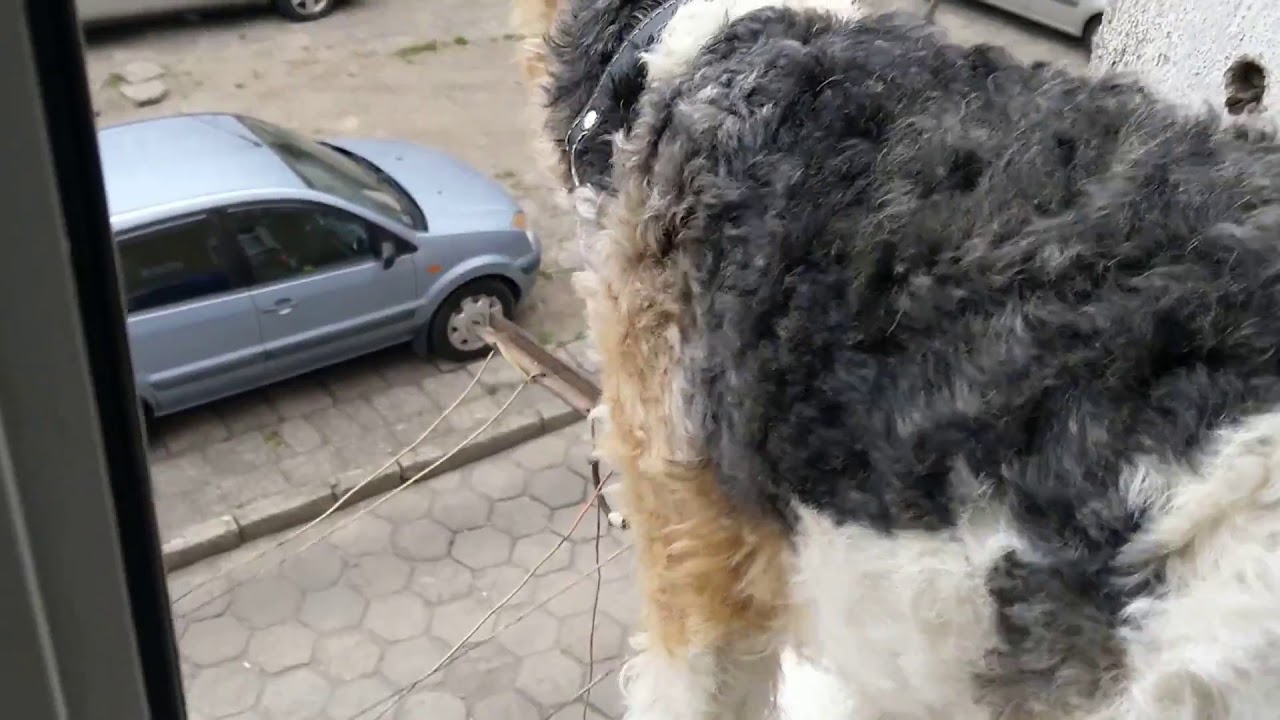 Harry, życie foksteriera
