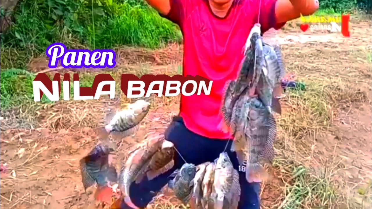 PANEN NILA BABON,UMPAN CACING