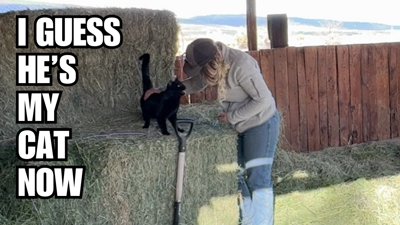 Catching a Stray cat ~ Should we keep him?