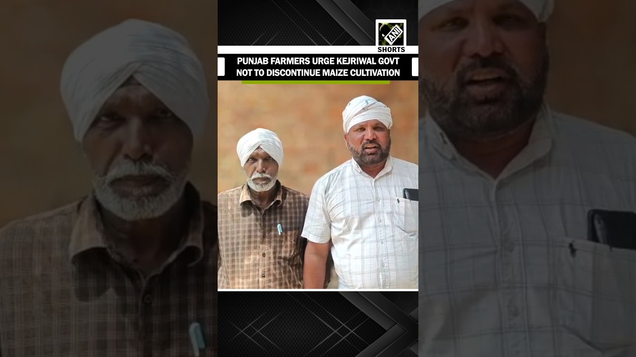 BIG! Punjab farmers urge Kejriwal&rsquo;s AAP govt not to discontinue maize cultivation