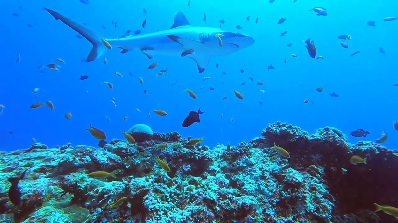 Keana diving maledives part 6 rasdhoo & male