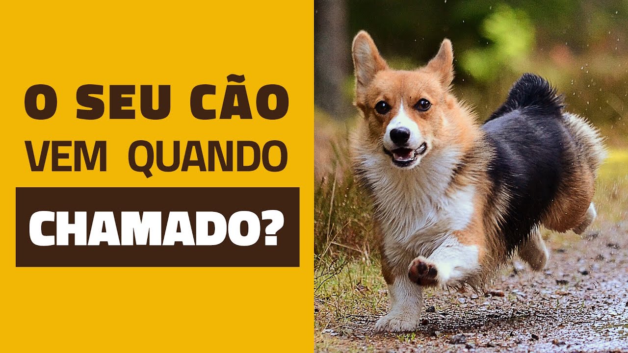 O seu cachorro vem quando chamado?