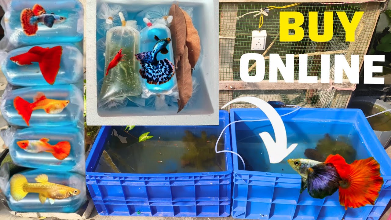 Online Exotic Guppy  Fish Unboxing  🐠🔥 | Exotic guppy fish unboxing 🐟🥰| #guppyfish 