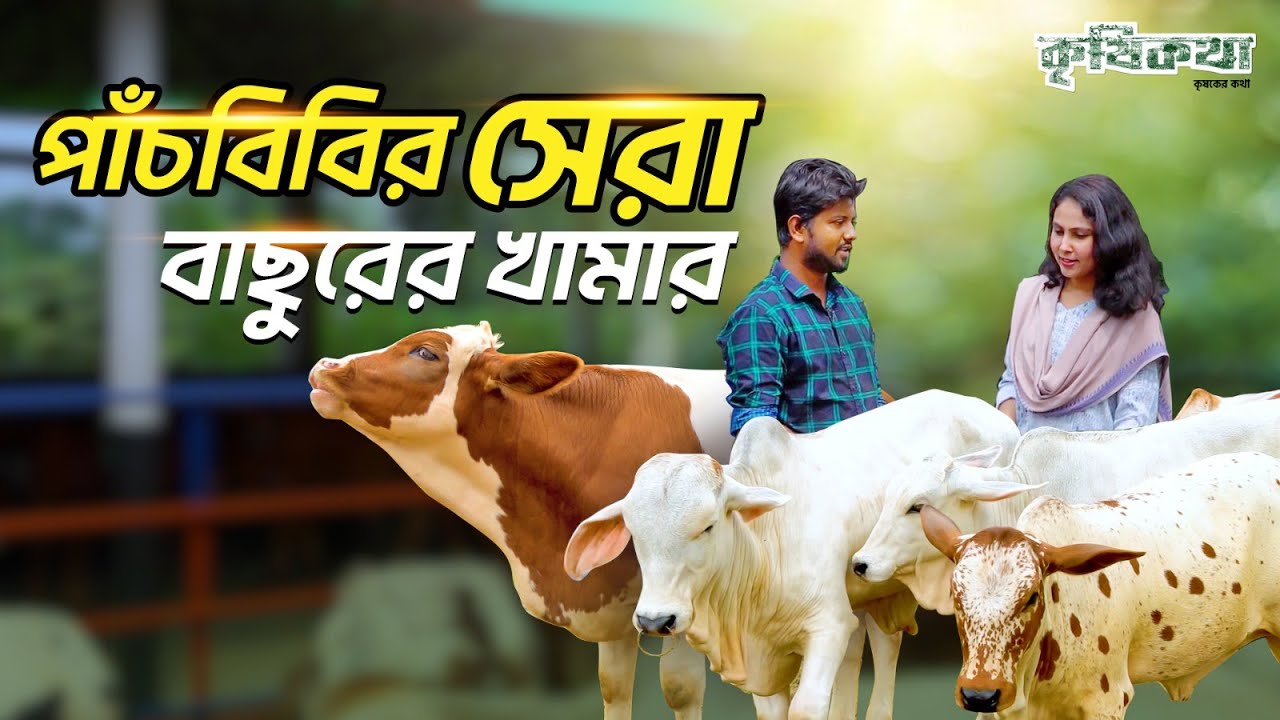 সুস্থ ও সুন্দর  বাছুরের কালেকশন দেখতে পাবেন এই ফার্মে । Shahinur Agro Farm । Agro Business