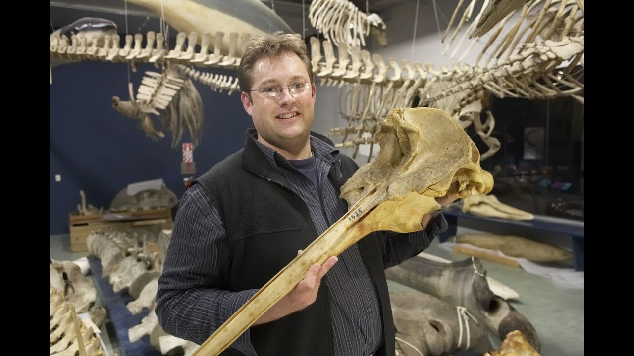 Beaked whales - Tales from Te Papa episode 6
