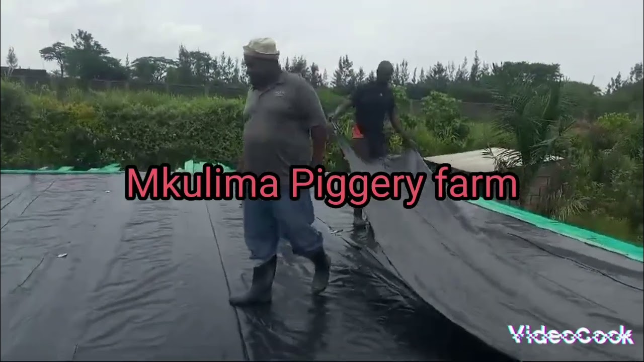 Mega pig farm from where we started and the final results of the pig farm in kabati, greatful to God
