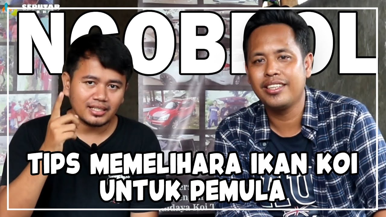 TIPS MEMELIHARA IKAN KOI UNTUK PEMULA DARI FARM KOI BOGOR | Seputar Ikan Hias