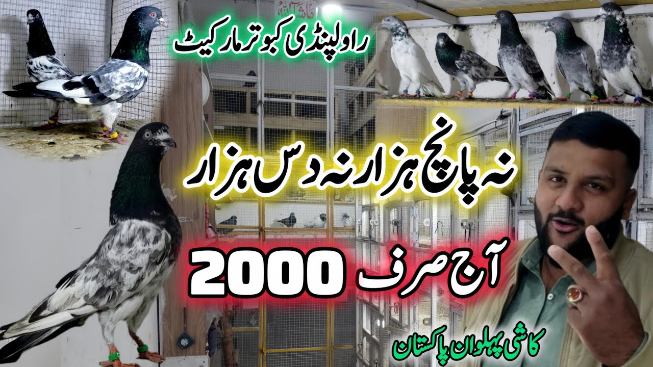 Aj Sirf 2000 High Quality Kabootar 😱 || 0332-193-7025 || Taoband jorey Available 💯
