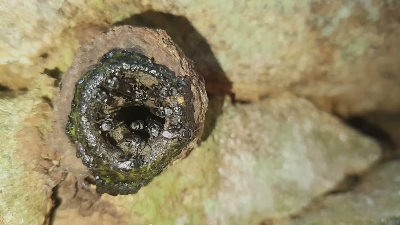 🐝 Whispers of Wings: Sri Lanka’s Stingless Bees in Slow Motion