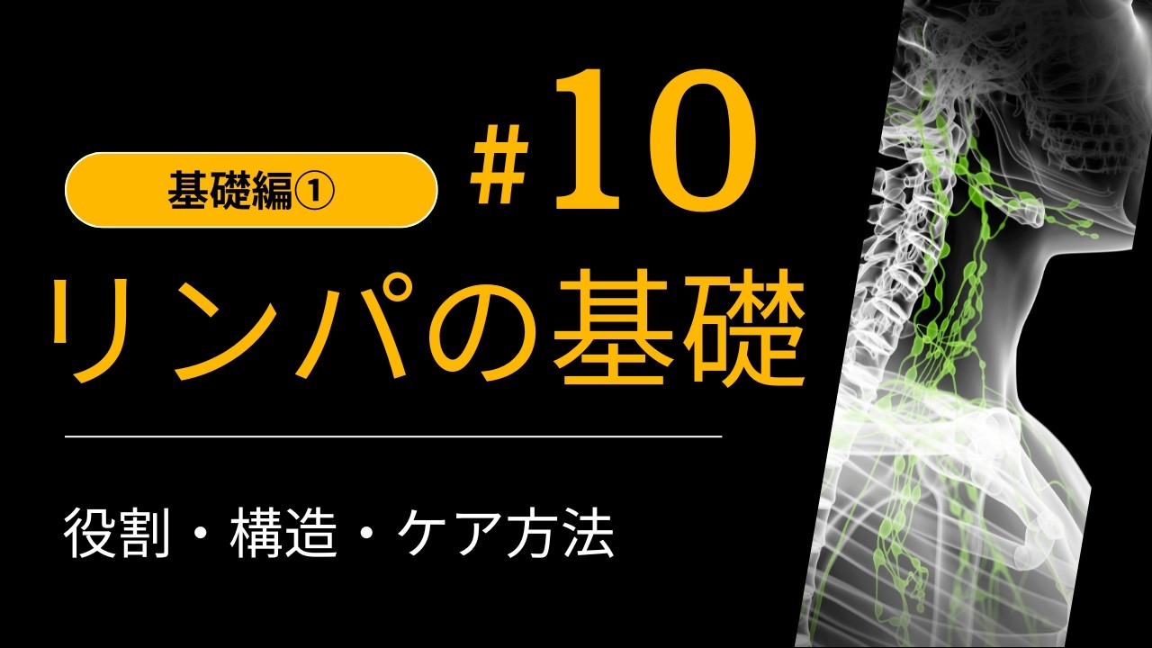 【リンパ】初心者でもわかる！リンパの基本（役割・構造・ケア方法）