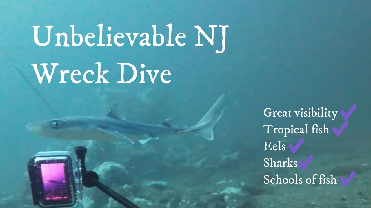 NJ Wreck Dive with Amazing visibility, Sharks, eels, tropical fish and lobsters