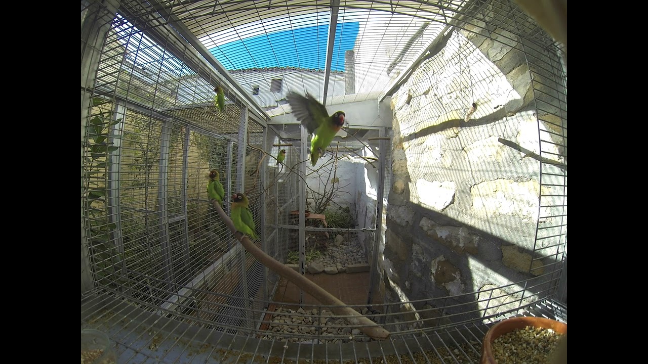 Agapornis nigrigenis al sol del invierno
