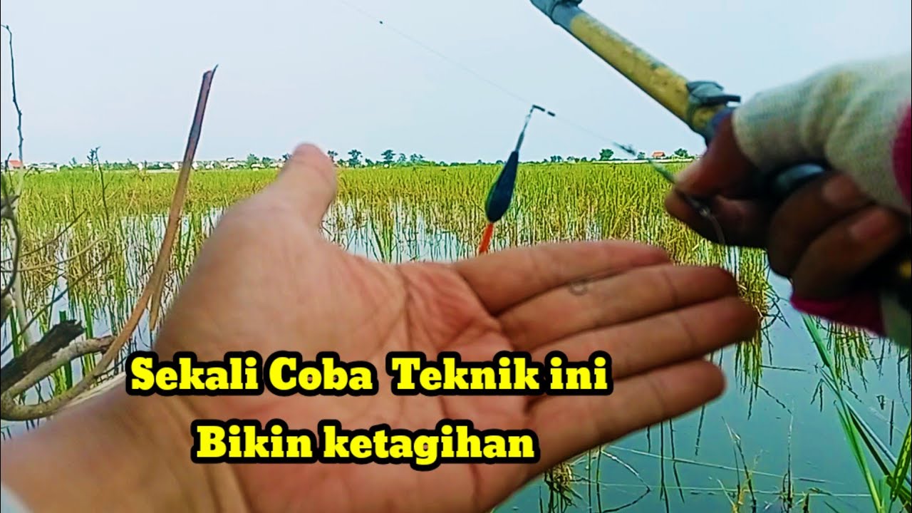 Mancing nila teknik dasaran || mancing nila umpan lumut || mancing di sawah