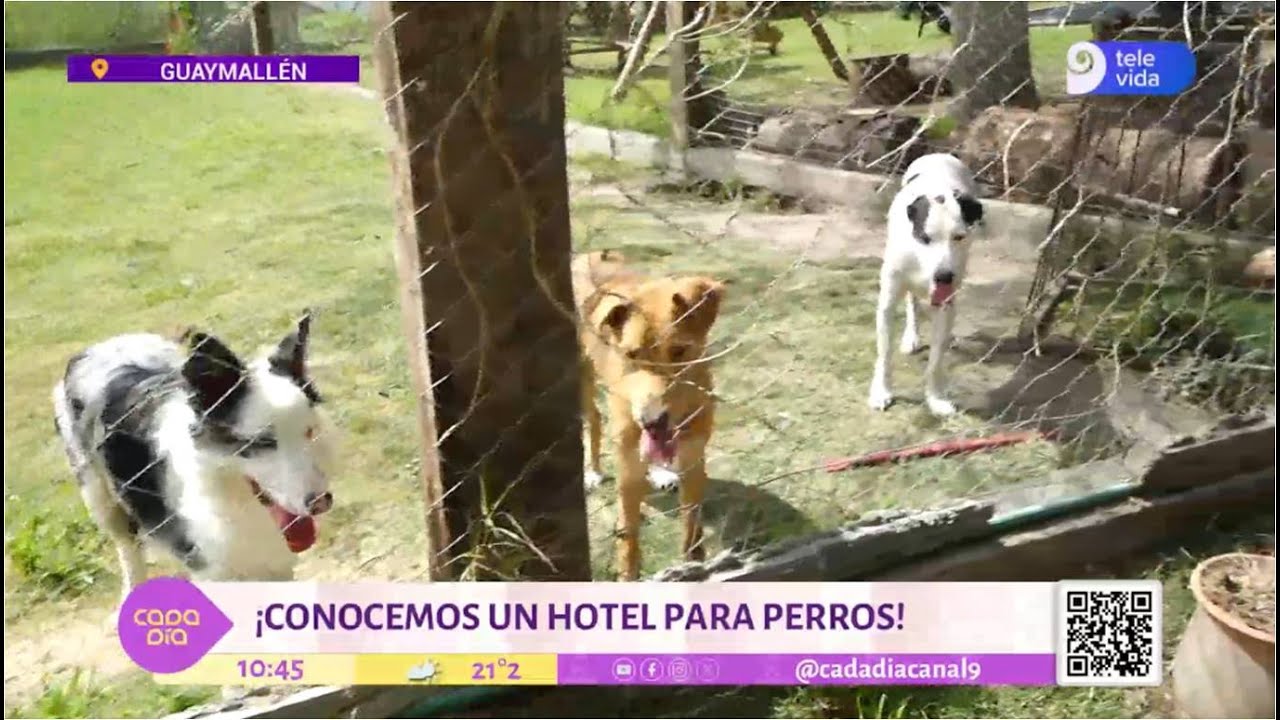 ¡Cada Día conoce un hotel para perros!