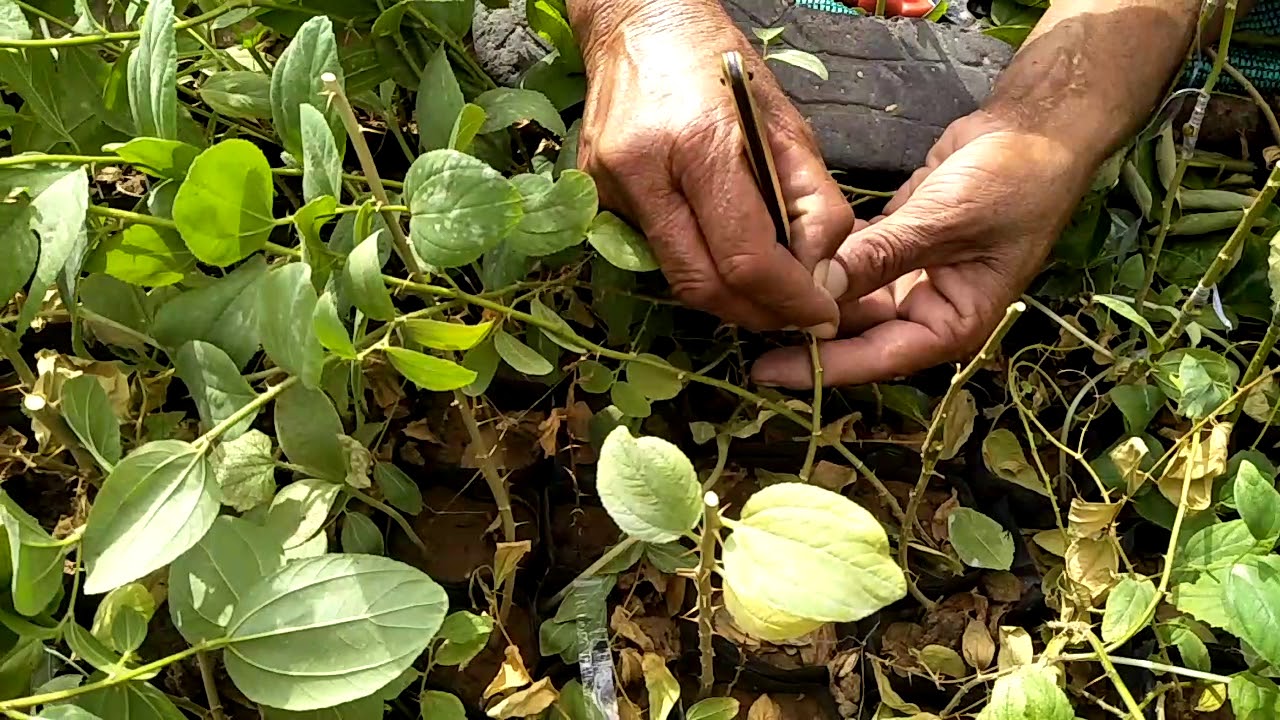 Ber propagation method