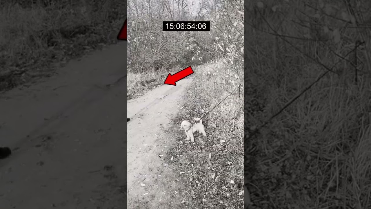 Vid&eacute;o tr&egrave;s impressionnante.😁😁😁😊😊😊