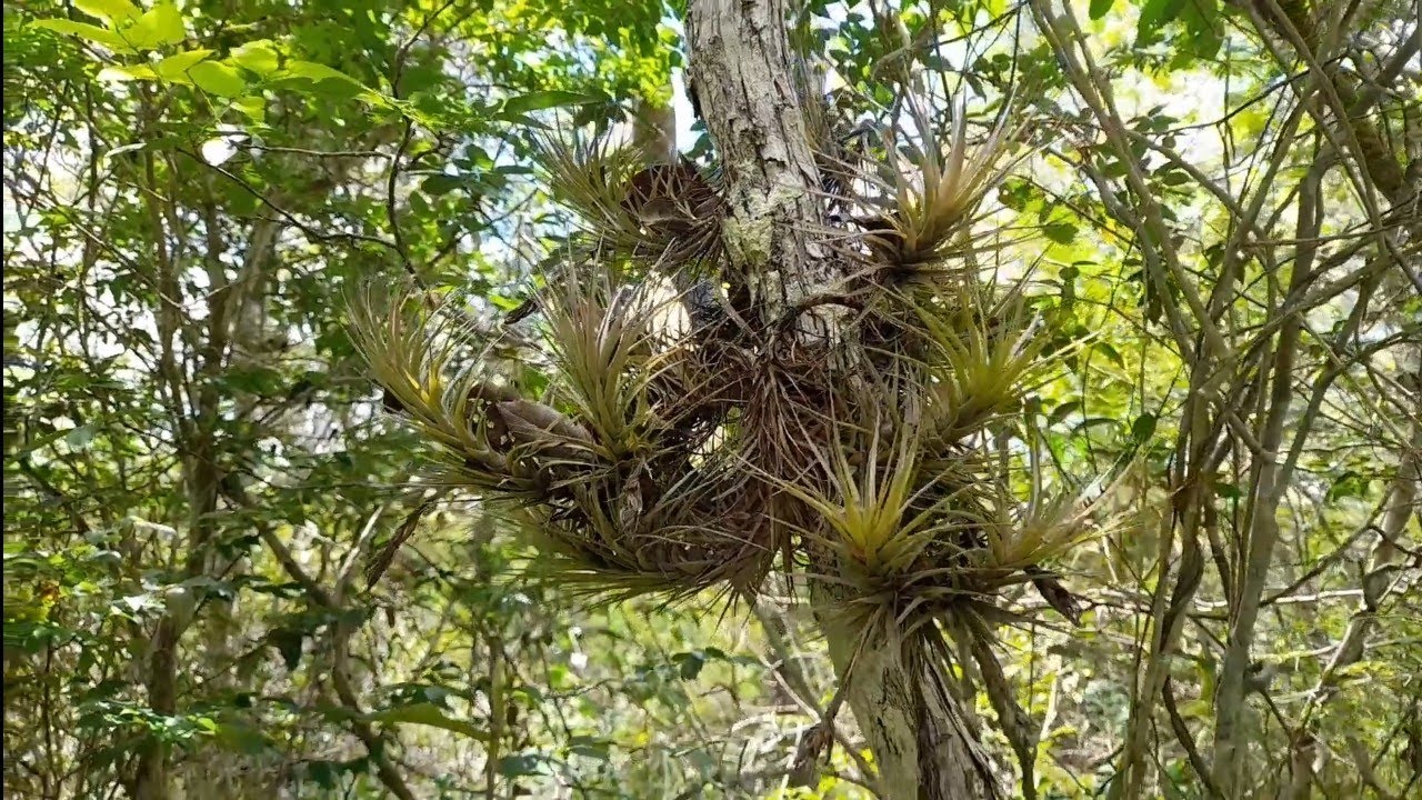 🟢TILLANDSIAS NO SEU HABITAT NATURAL #natureza #tillandsia #mato