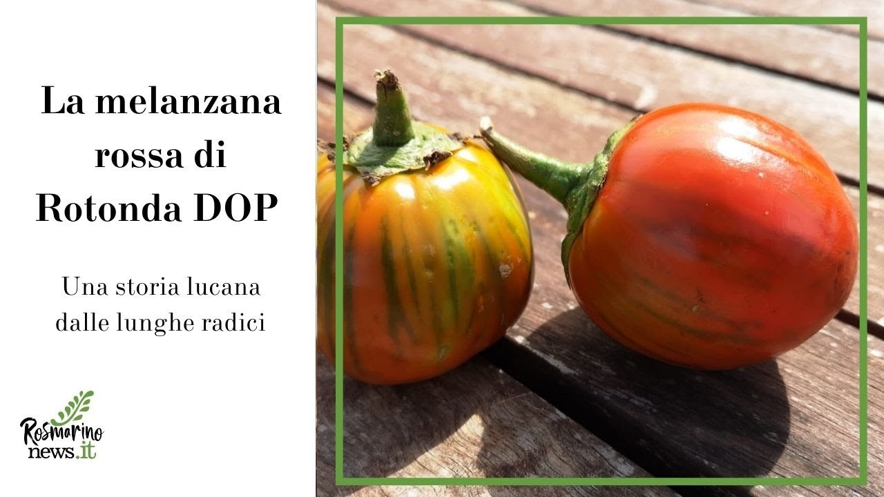 La melanzana rossa di Rotonda DOP. Preziosa gemma lucana...